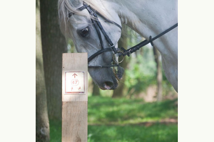 B&B Ad Caluna aan het Nationaal Park Hoge Kempen VMP087